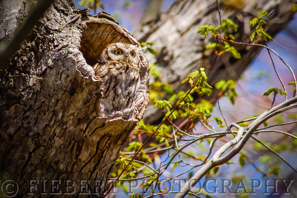 Screech Owl Red Morph