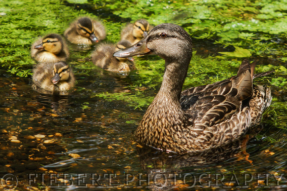 Mallard Hen with her Ducklings