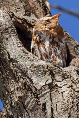 Screech Owl Red Morph Sunning