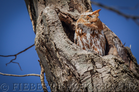 Screech Owl Red Morph Sunning