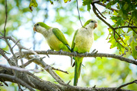 Monk Parrots