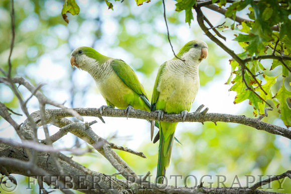 Monk Parrots