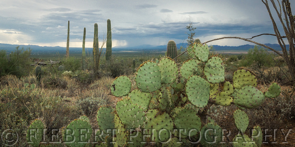 Arizona Desert Museum Panorama