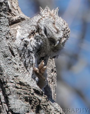 Screech Owl Grey Morph