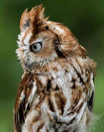 Screech Owl red morph