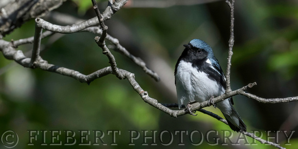 Black Throated Blue Warbler