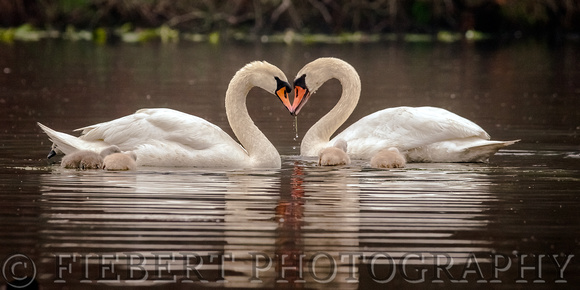 Mute Swan family love