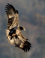 Bald Eagle Juvenile