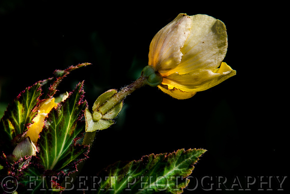 Tuberous Begonia