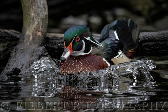 Wood duck making a splash