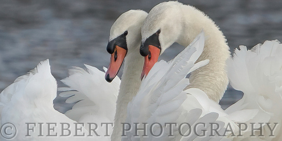 Mute Swans