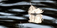 Floating Feather Panorama