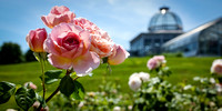 Lewis Ginter Botanical Gardens, Rose Garden Panorama