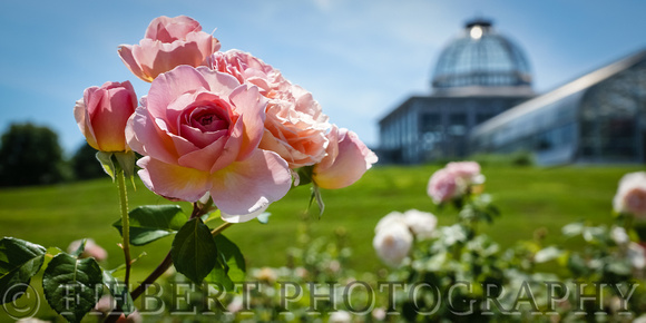 Lewis Ginter Botanical Gardens, Rose Garden Panorama