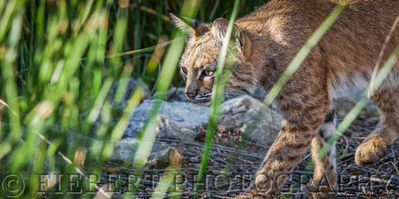 Bobcat on the Prowl Panorama